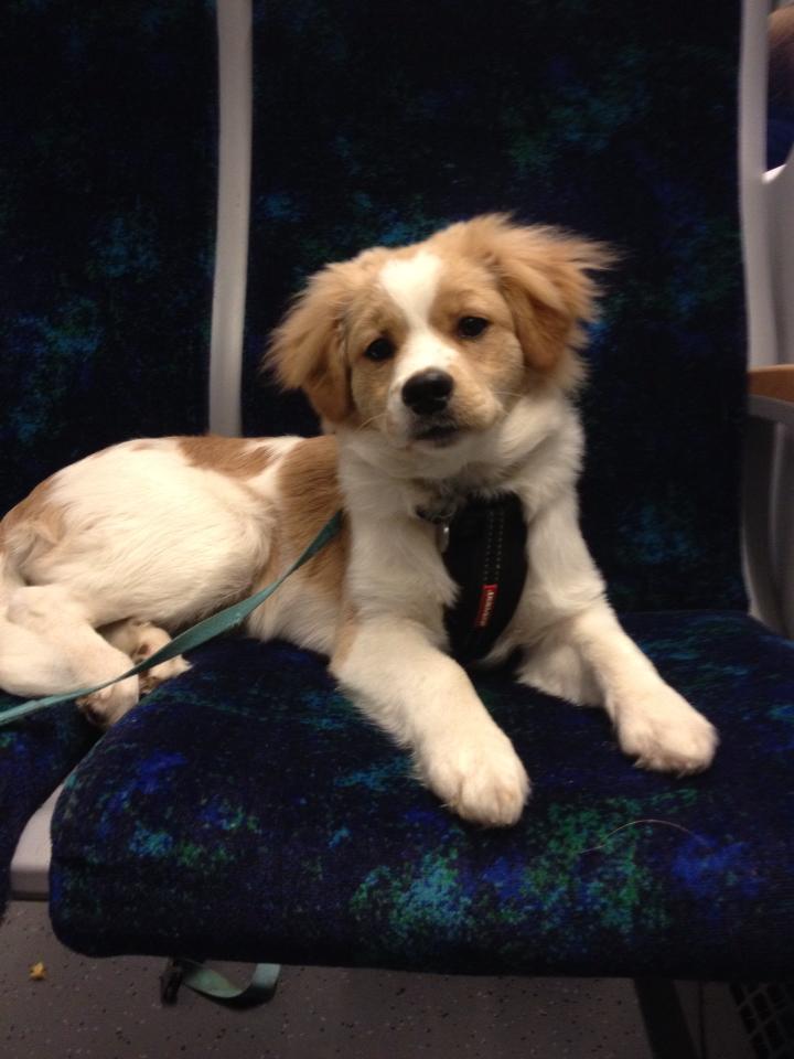 dansk svensk gårdhund blanding dansk svensk gårdhund blanding