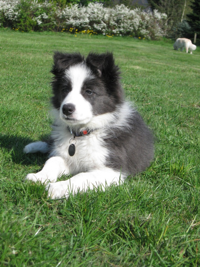 border collie omplacering