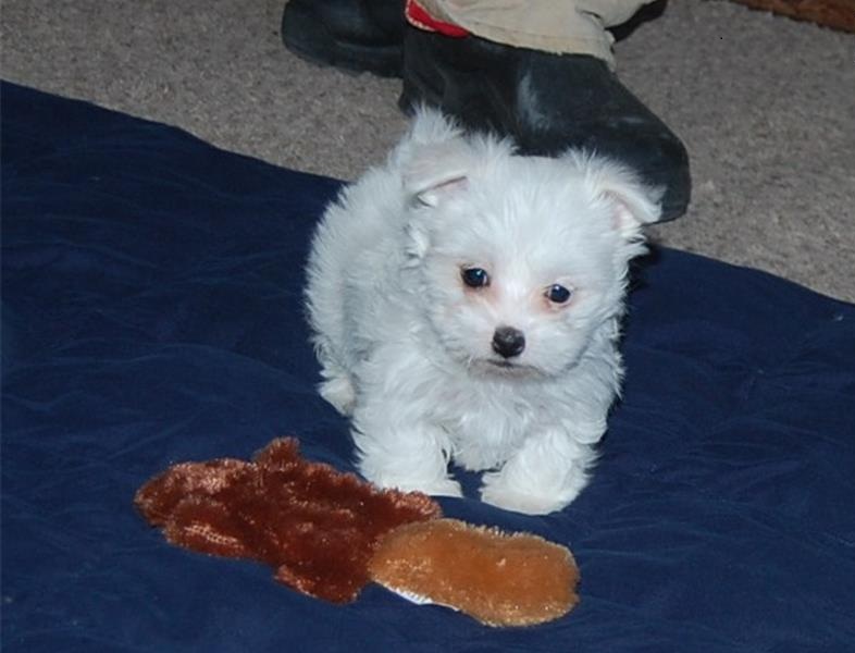 2 Coton De Tulear Hvalpe Til 3000kr Hver Alle Hunde Racer