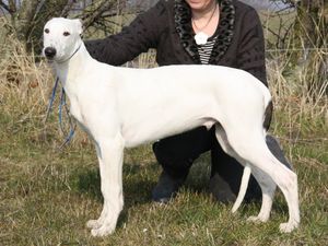 Greyhound_Eikica_Rascal_Ricko.jpg