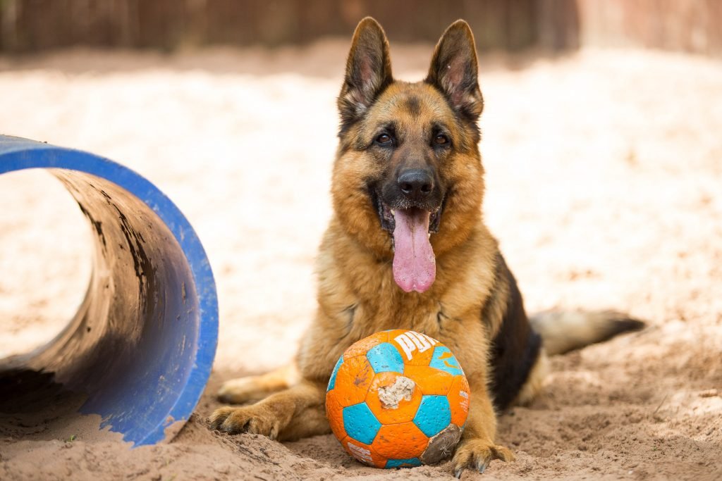 Mere information om "Schæferhund var ikke ulydig - den talte bare polsk"