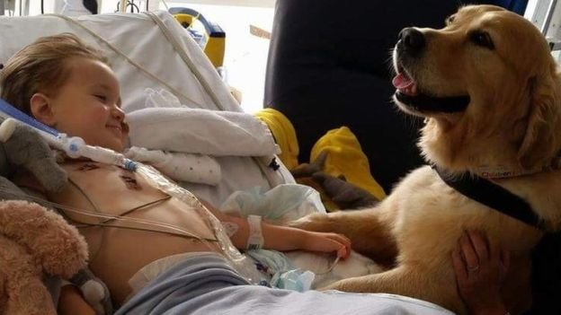 Mere information om "Britiske sygeplejere: "Flere hunde på hospitalerne!""