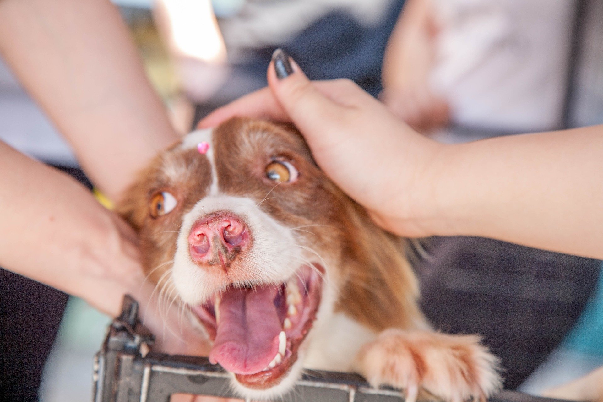 Mere information om "Hundes venligheds-gen er fundet"