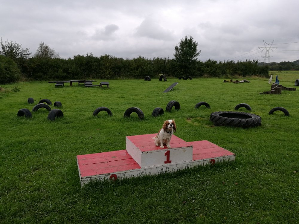 Bessie på hundelegeplads.jpg