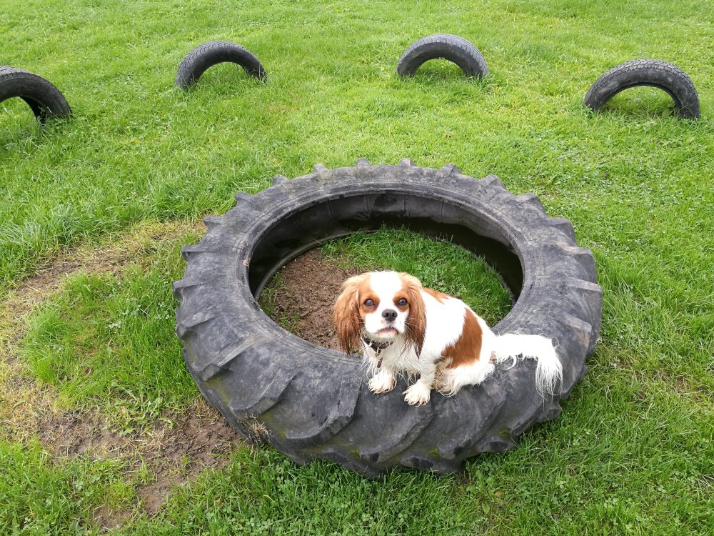 Bessie på traktor dæk.jpg