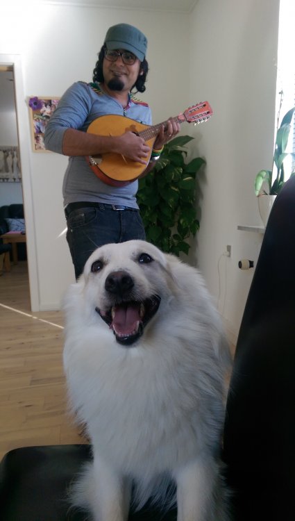 musikhund.jpg